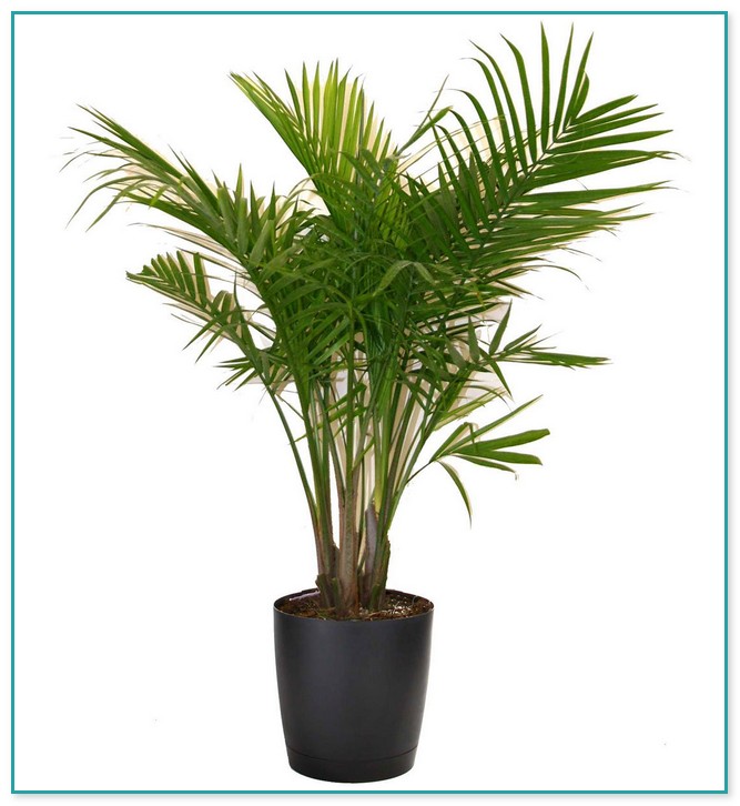 Palm Tree Houseplant Care