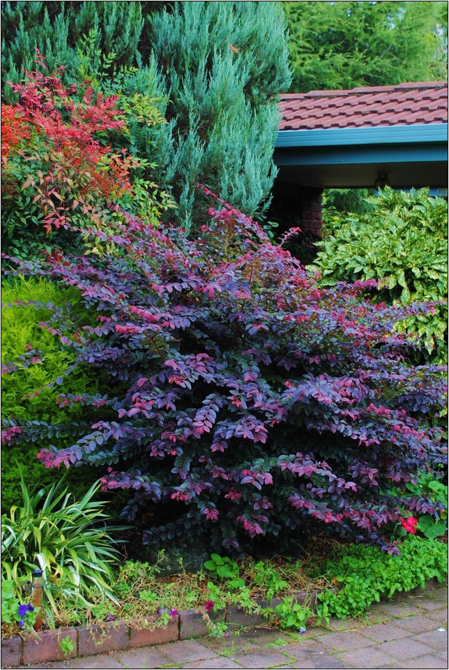 Purple Bushes For Landscaping