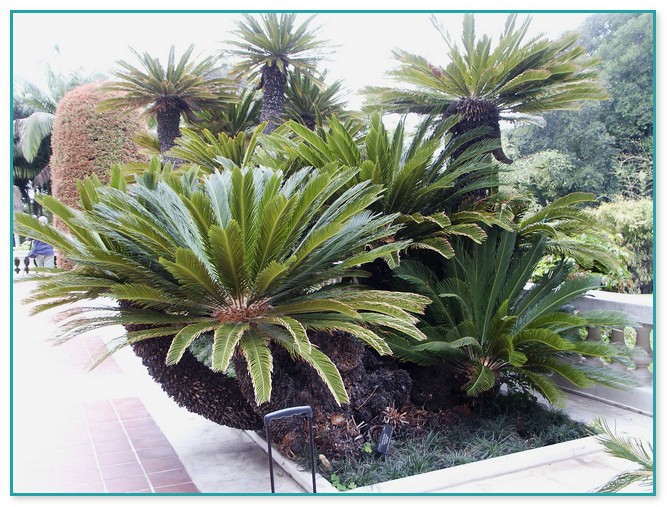 Small Palm Trees For Landscaping