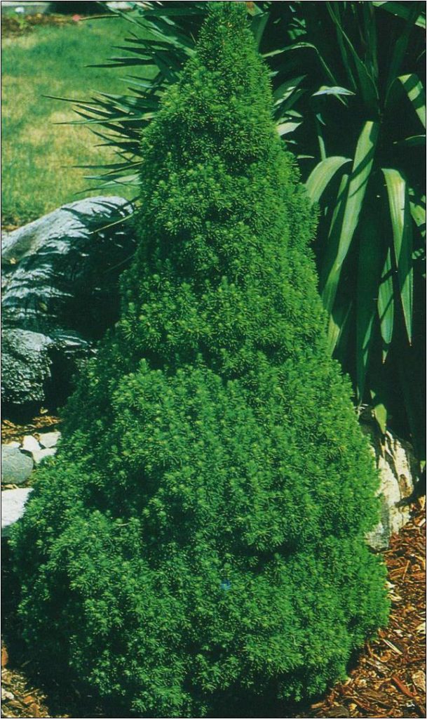 Small Pine Shrubs For Landscaping