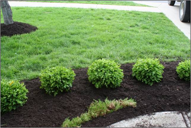 Small Shrubs For Landscaping Pictures