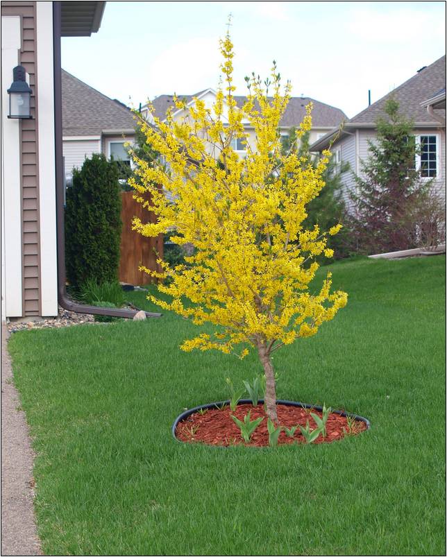 Small Trees For Landscaping Ohio