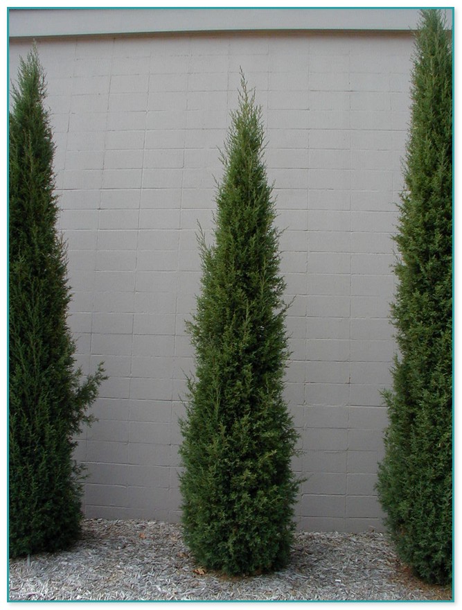 Tall Bushes For Landscaping