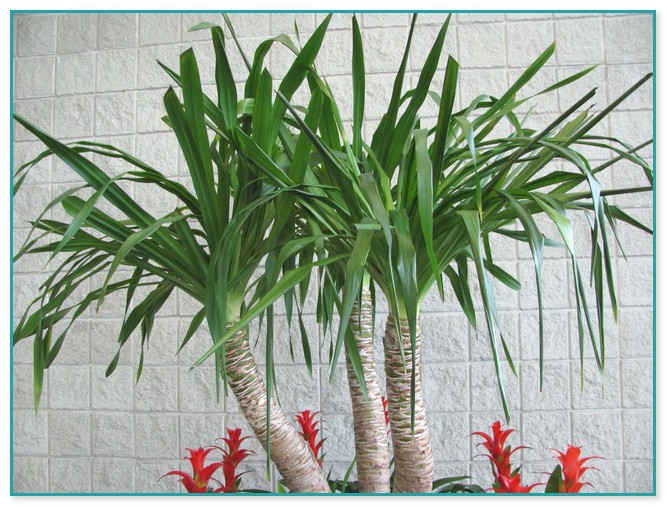 Tropical House Plants For Sale