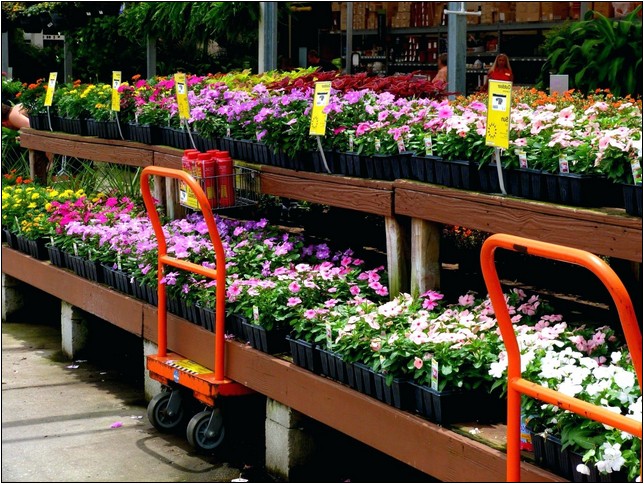 Tropical Plants For Sale Home Depot