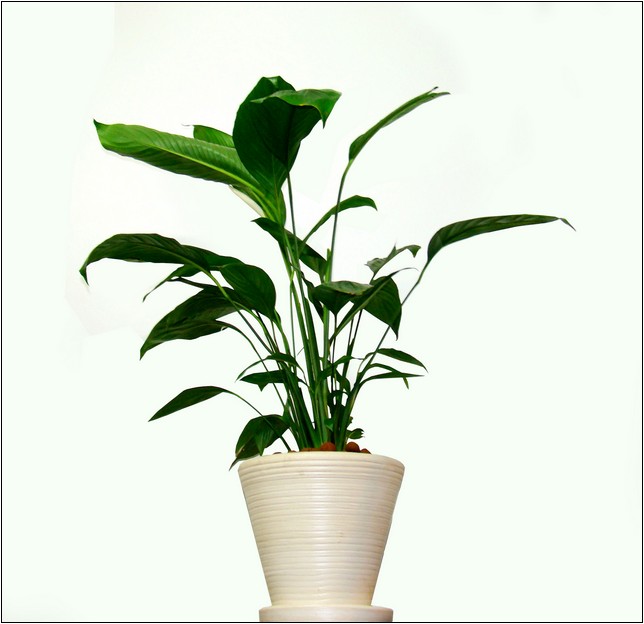 What House Plant Needs Very Little Light